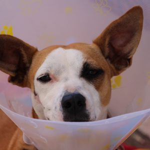 dog-g0a081dee4_1280