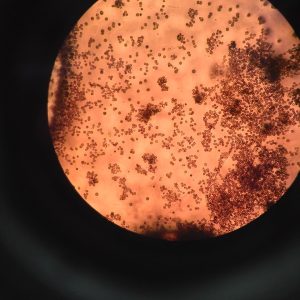 microbiologia